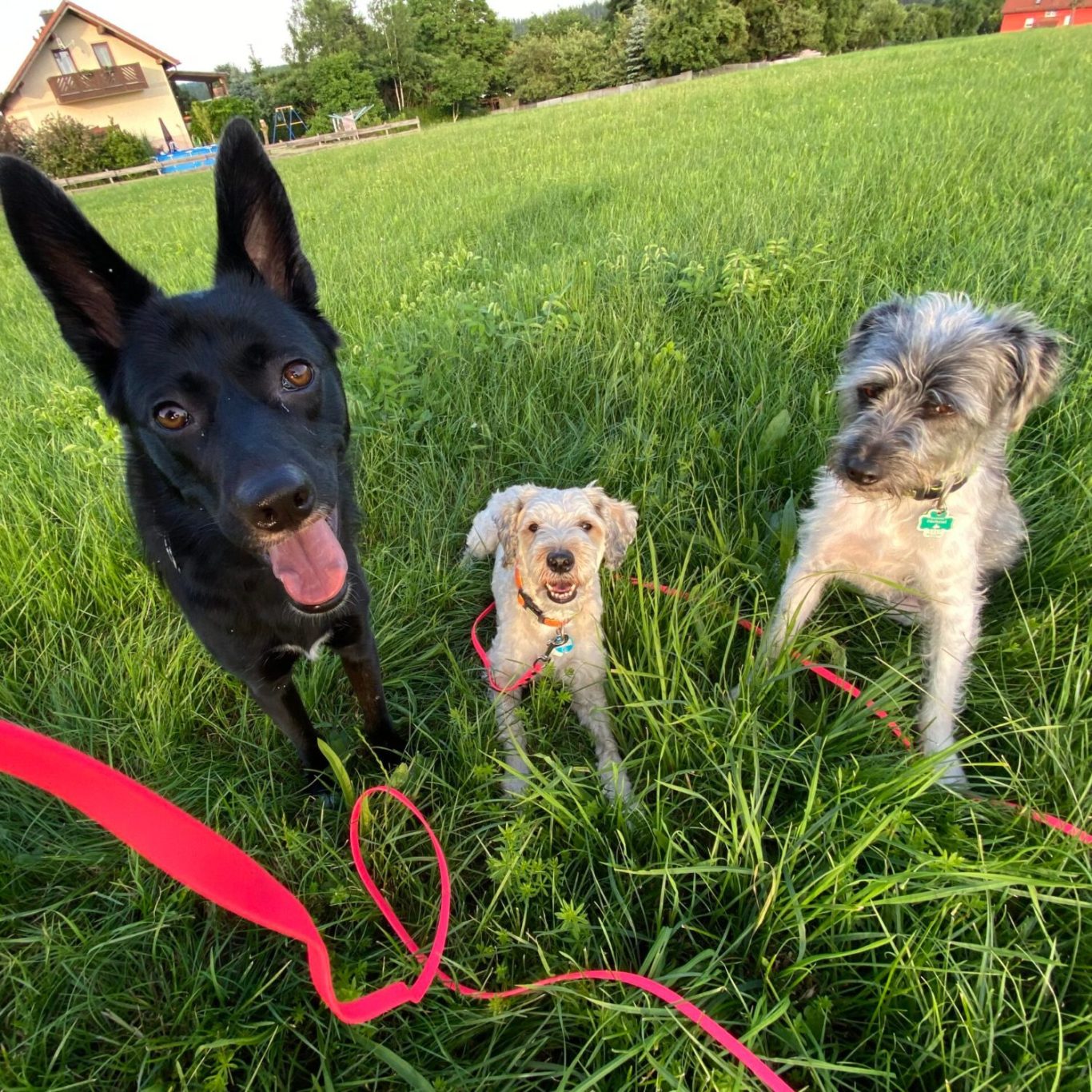 Socialwalk der Hundeschule Lampertheim. Wir treffen uns in der Umgebung gerne auch Bürstadt, Lorsch, Bensheim oder auch Mannheim