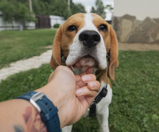 Hundetraining Leinenaggression bellt Mannheim Bensheim