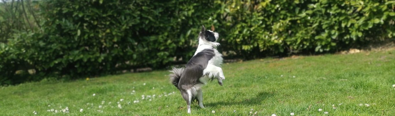 Hundeschule Lampertheim in deiner Nähe