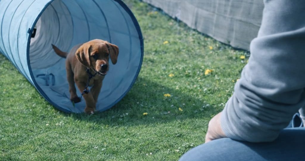 Labrador Welpe läuft bei einer Rückrufübung durch einen Tunnel zu seinem Besitzer.