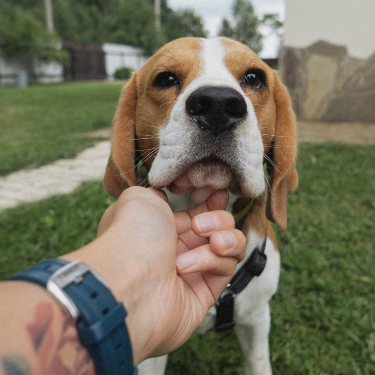 Hund ohne Leinenaggression mit gutem Rückruf Lampertheim Mannheim Bensheim Hundetraining Hund Leinenführigkeit Rückruf