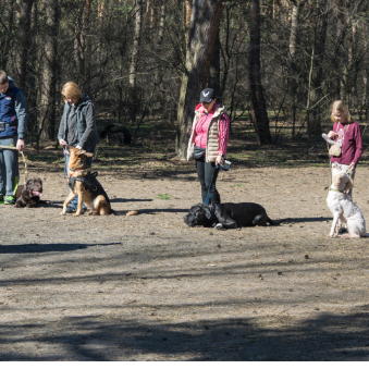 Gruppenkurse in der Hundeschule Lampertheim stormydogs