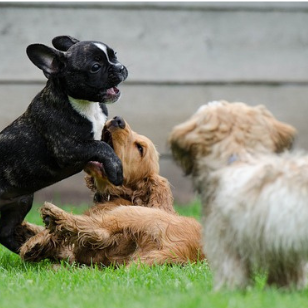 Welpenkurs der Hundeschule Lampertheim für Sozialisierung und Welpenspiel