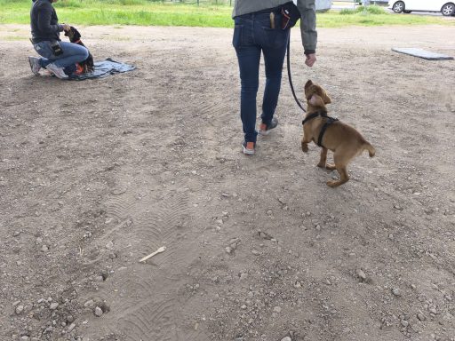 Welpen trainieren in Bürstadt