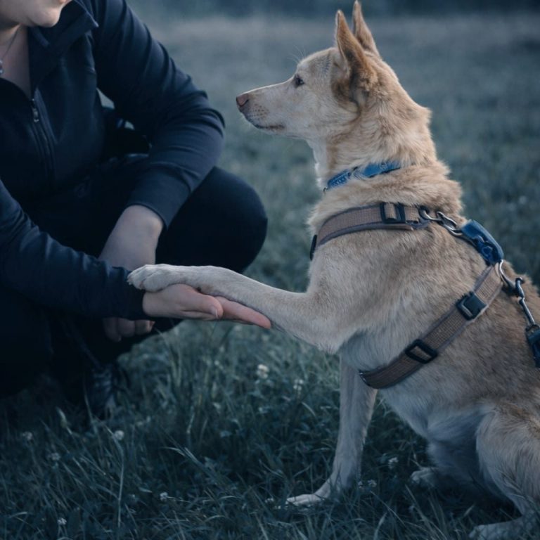 Hund Leinenführigkeit Rückruf