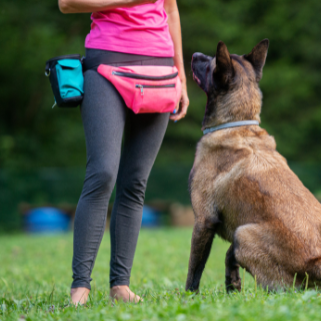 intensives Einzeltraining in der Hundeschule Lampertheim stormydogs