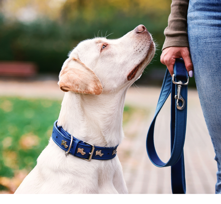 Ein Labrador schaut erwartungsvoll zu seinem Halter, der eine Leine in der Hand hält.