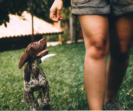Jagdhund Welpe im Freilauf neben Hundehalter