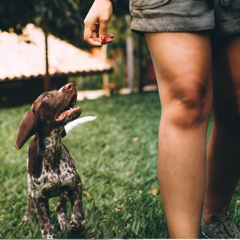 Hund Leinenführigkeit Rückruf