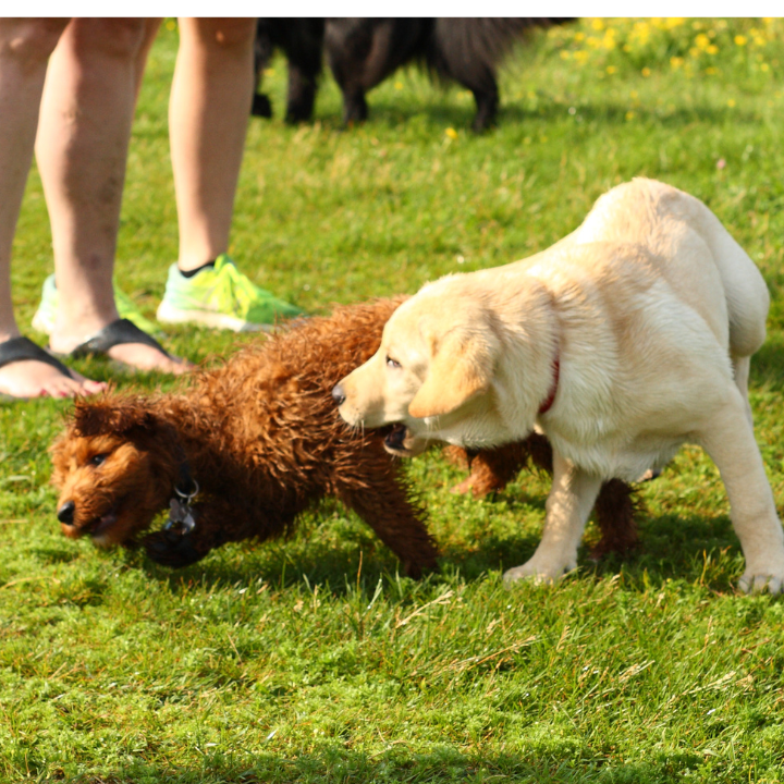Welpenkurs Lampertheim Welpengruppe, spielende Welpen in der Hundeschule