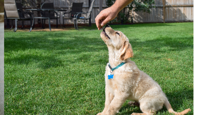 Golden retriever welpe im welpentraining