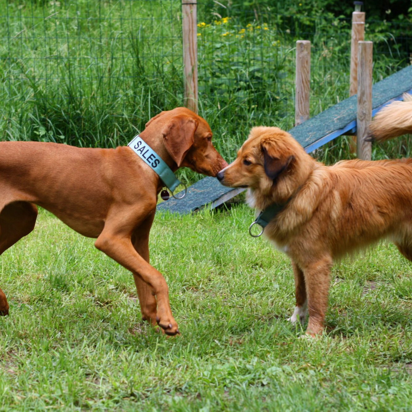 Socialwalk der Hundeschule Lampertheim. Wir treffen uns in der Umgebung gerne auch Bürstadt, Lorsch, Bensheim oder auch Mannheim