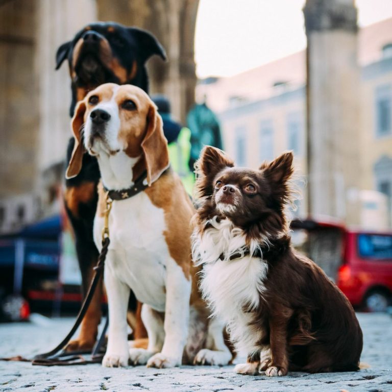 reaktiver hund gruppentraining mannheim bensheim