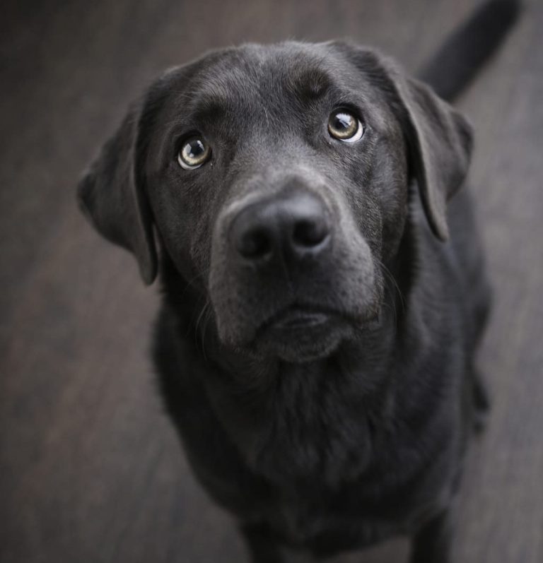 Labrador schaut verwirrt nach oben -  Symbol für Hundetraining, das in der Hundeschule funktioniert, zuhause klappt es aber nicht.