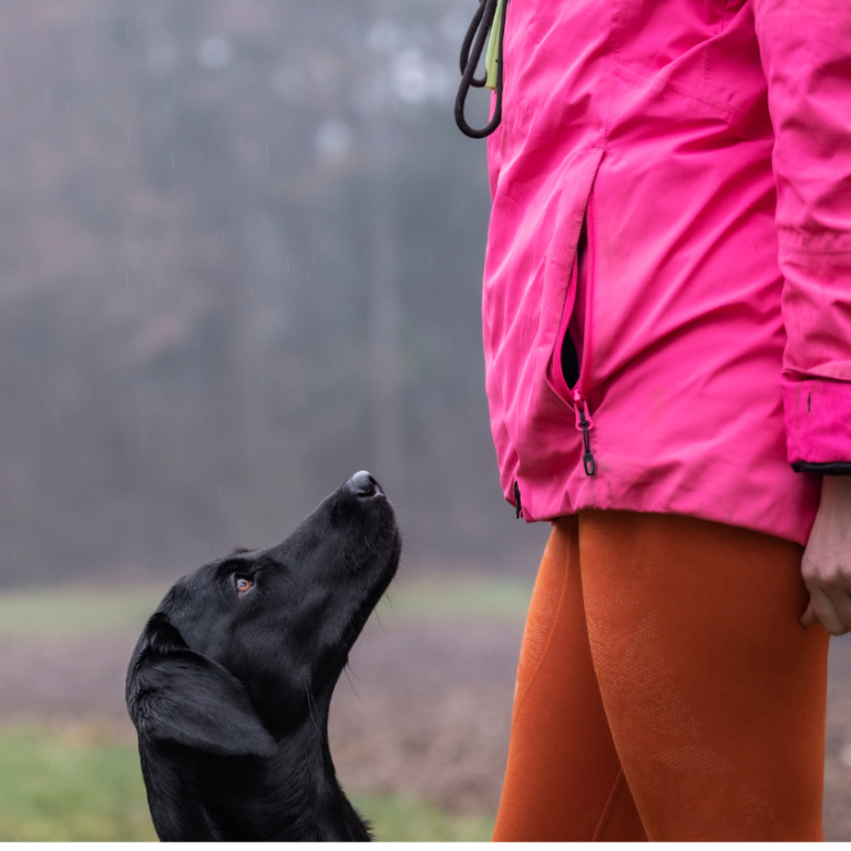 hundeschule mit welpenschule bensheim worms mannheim Welpe stubenrein beisst anstrengend Welpengruppe