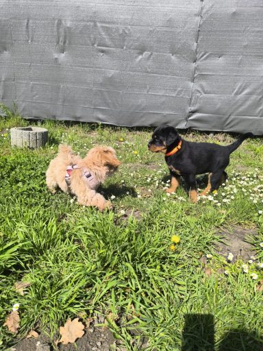 Welpen spielen in der Welpengruppe