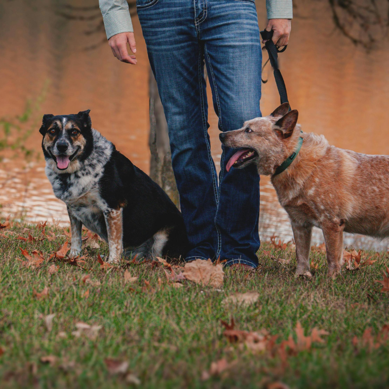 leinenführigkeit hundebegegnungen mannheim worms bensheim lampertheim reaktiver hund gruppentraining mannheim bensheim