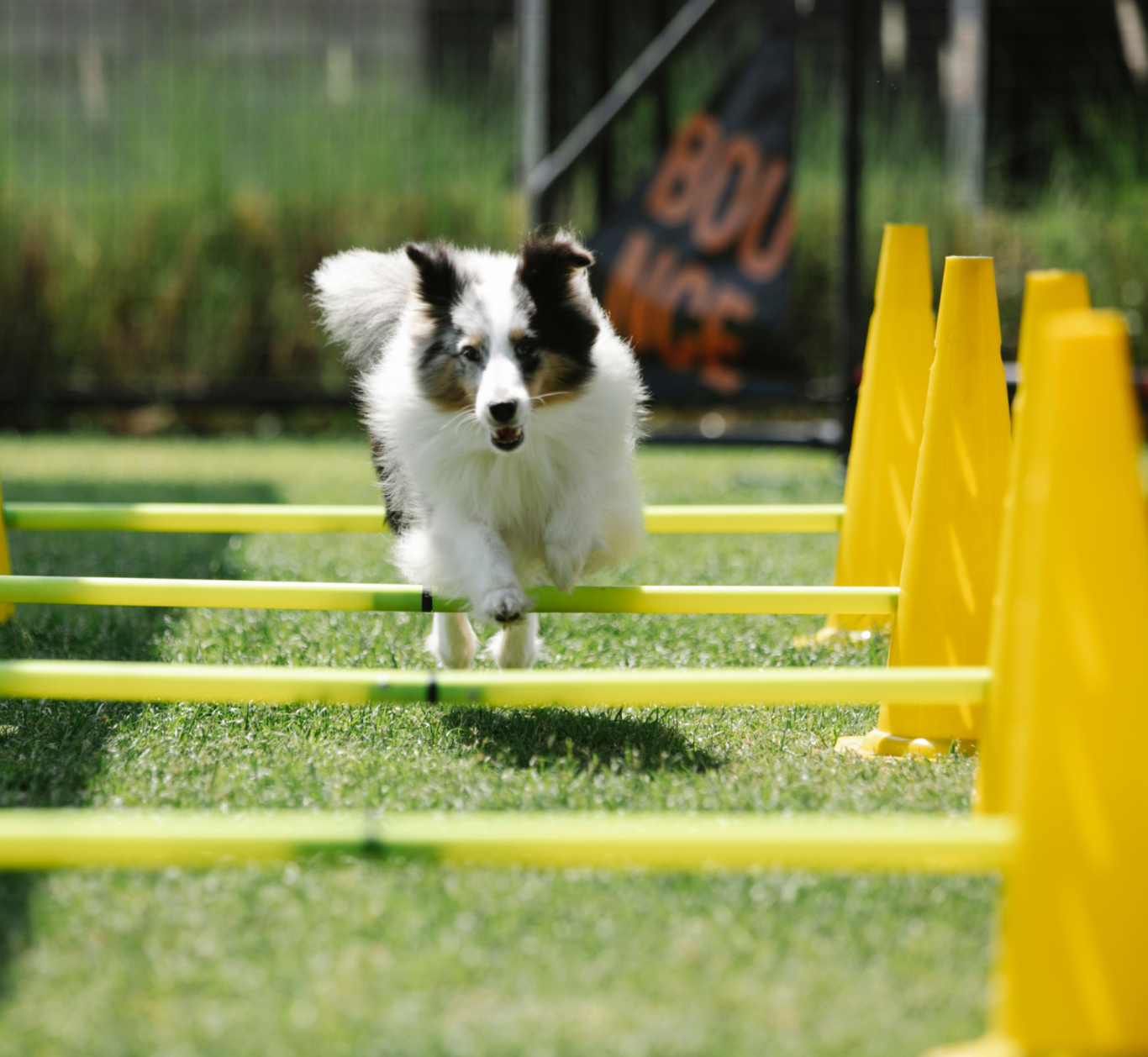 Agility Hundesport Lampertheim Mannheim Büstadt