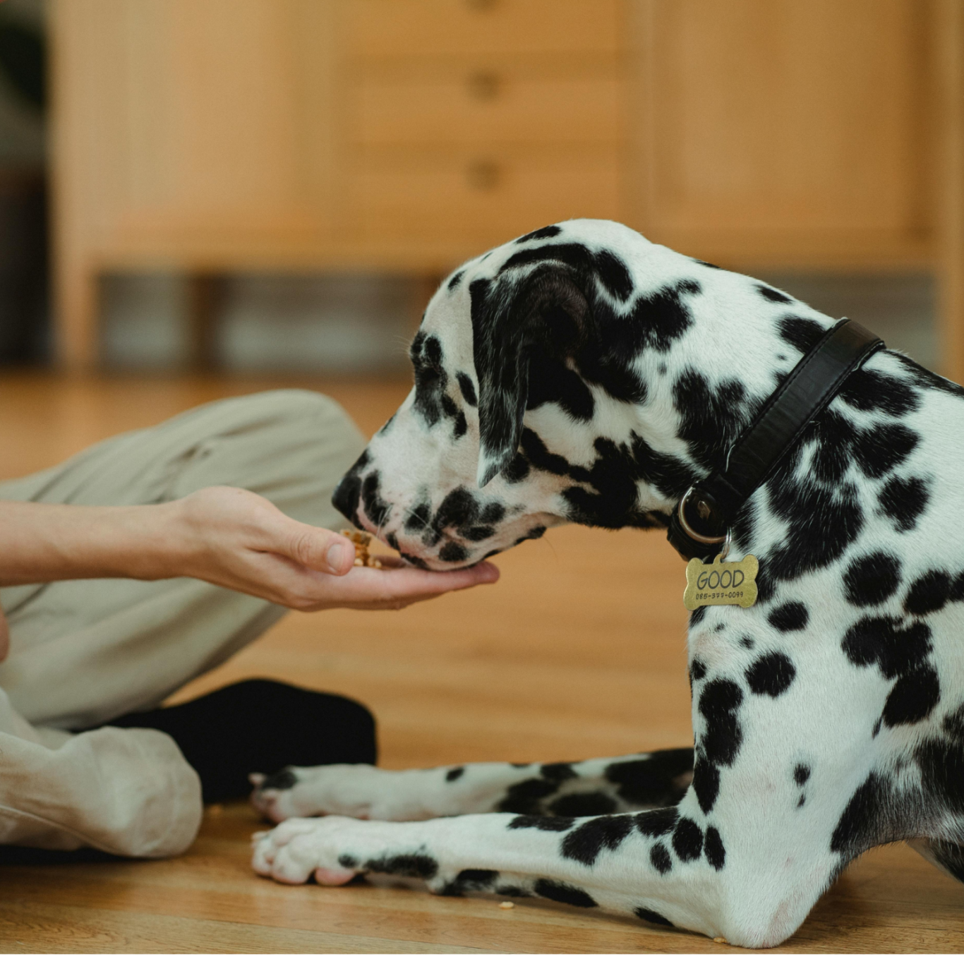 Hund sitzt angeleint neben seinen Menschen