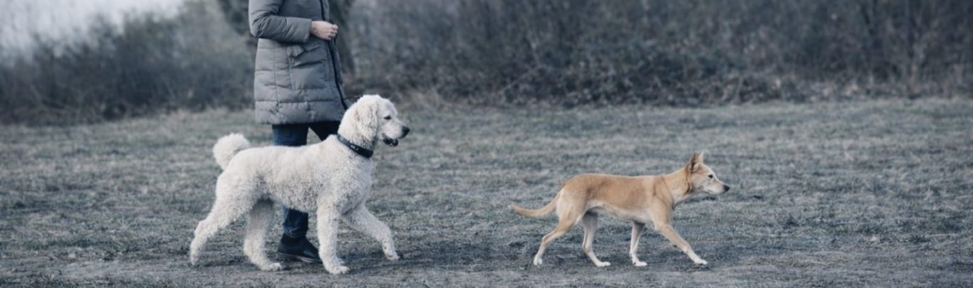 Hundeschule Lampertheim Hundetrainer Hundeschule Lampertheim in deiner Nähe